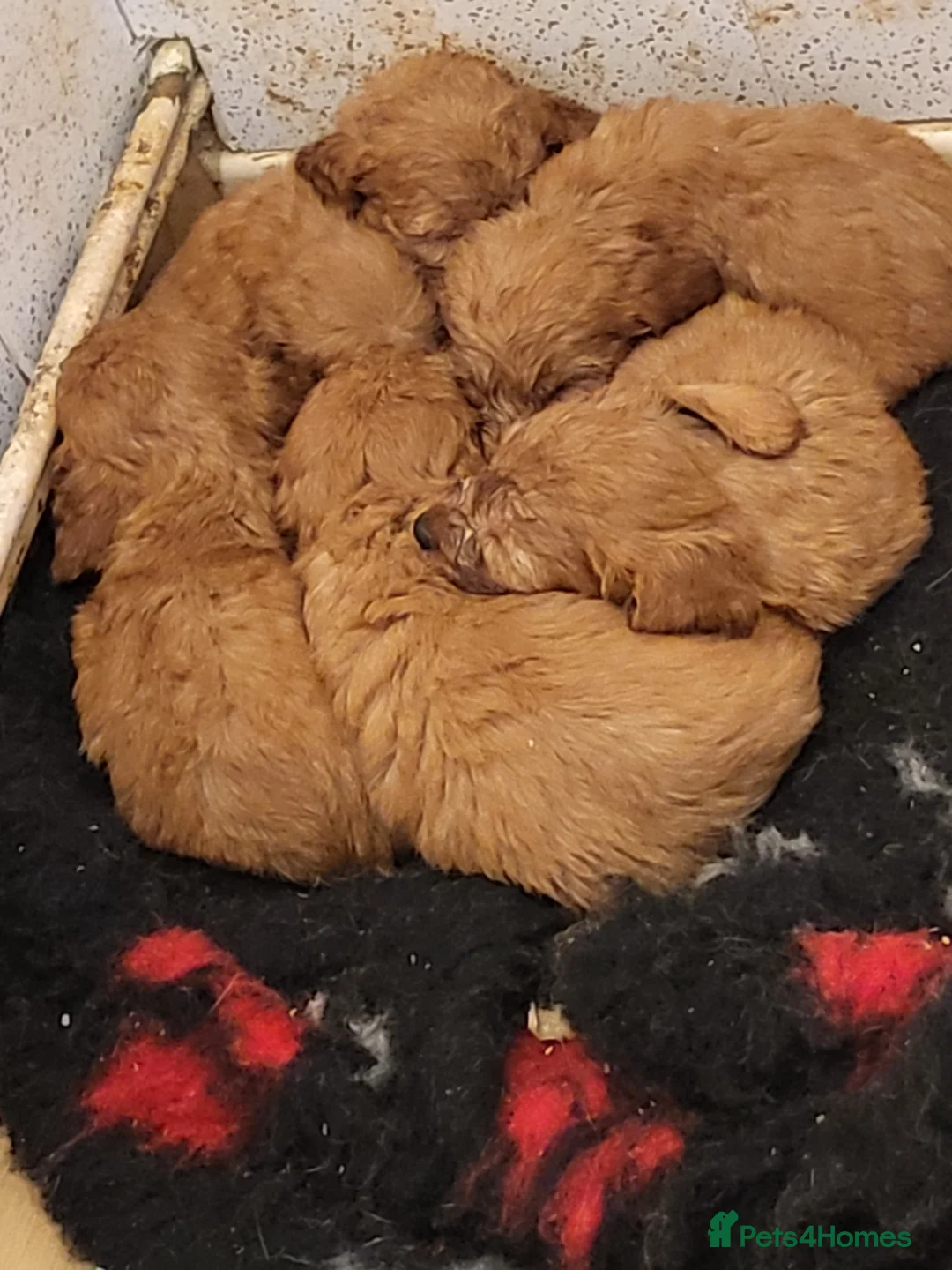Poodle dogs for stud: Red K.C Reg Miniature Poodle 4 Stud HEALTH TESTED in Chesterfield - Advert 6