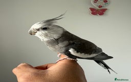 Cockatiels birds for sale: BEAUTIFUL BABY HAND REARED COCKATIEL / BIRDS  in Liverpool - Image 9