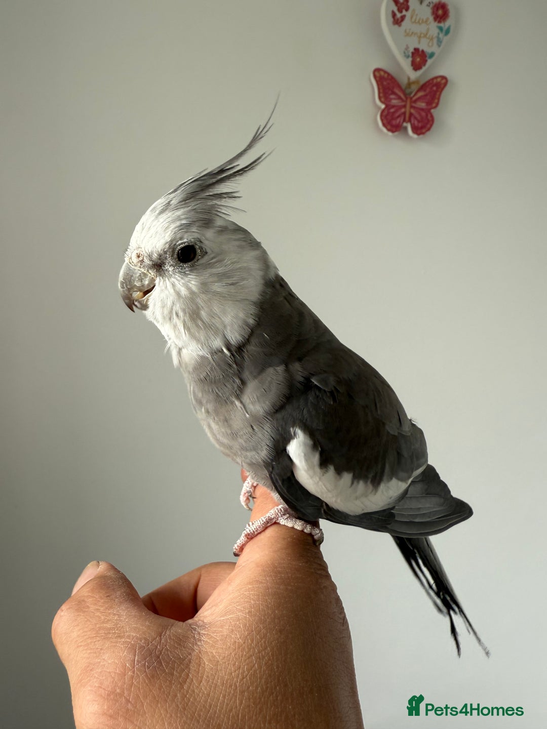 Cockatiels birds for sale: BEAUTIFUL BABY HAND REARED COCKATIEL / BIRDS  in Liverpool - Image 9