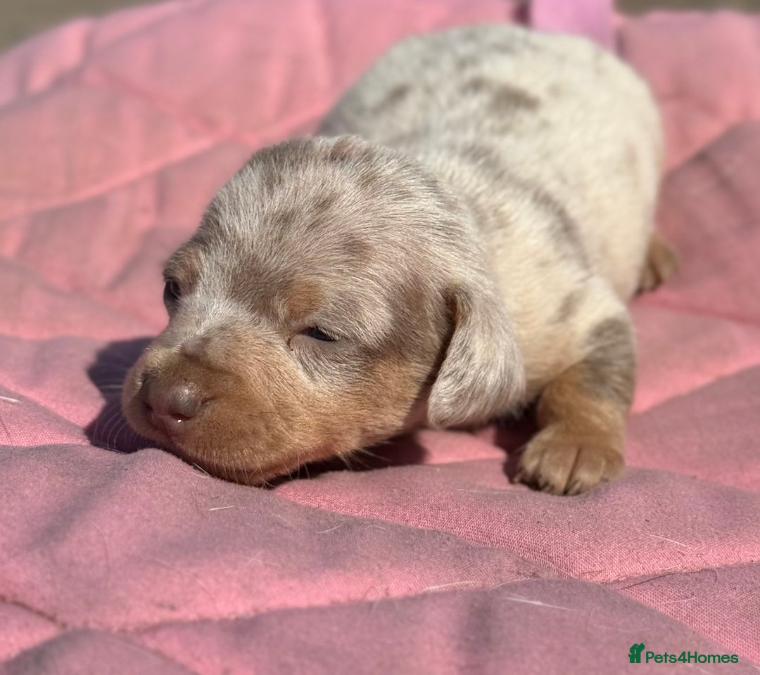 Miniature Dachshund dogs for sale: Miniature dachshund puppy’s ❤️ - Image 17