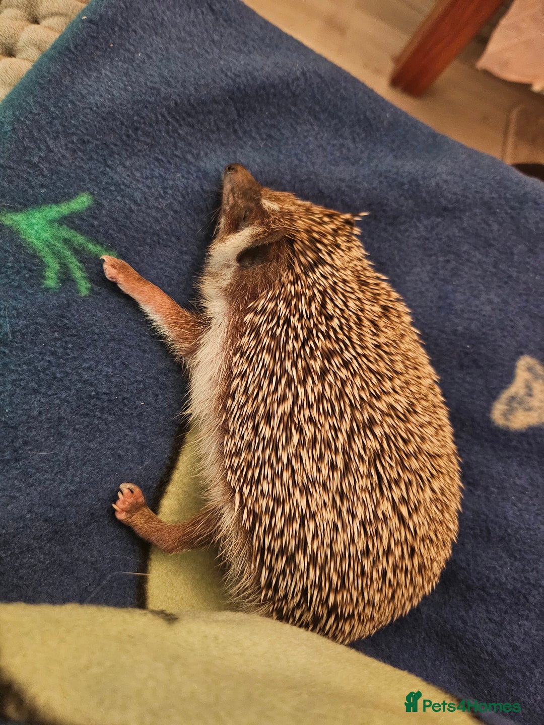 Pygmy Hedgehog rodents for sale: Chubby tame hedgehog with setup - Advert 3