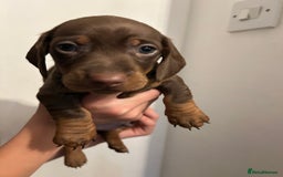 Dachshund dogs for sale: 5 stunning Dachshund puppies - Image 24
