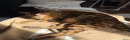 Bengal cats for sale: Champion Bengal in Colchester - Advert 3