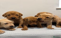 Labrador Retriever dogs for sale: Beautiful fox red puppies  - Image 34