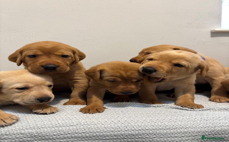 Labrador Retriever dogs Beautiful fox red puppies  - Advert 10