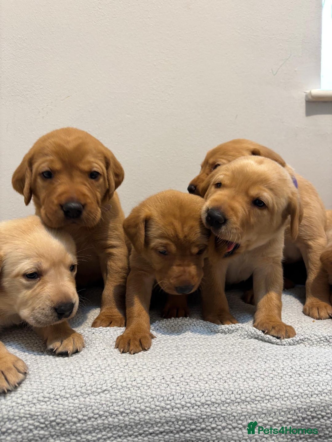 Labrador Retriever dogs for sale: Beautiful fox red puppies  - Image 34