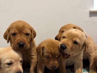 Labrador Retriever dogs Beautiful fox red puppies - Advert 12