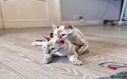 Bengal cats for sale: Tica Registered Pedigree Snow Bengal kittens  - Image 3