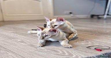 Bengal cats - Advert 11