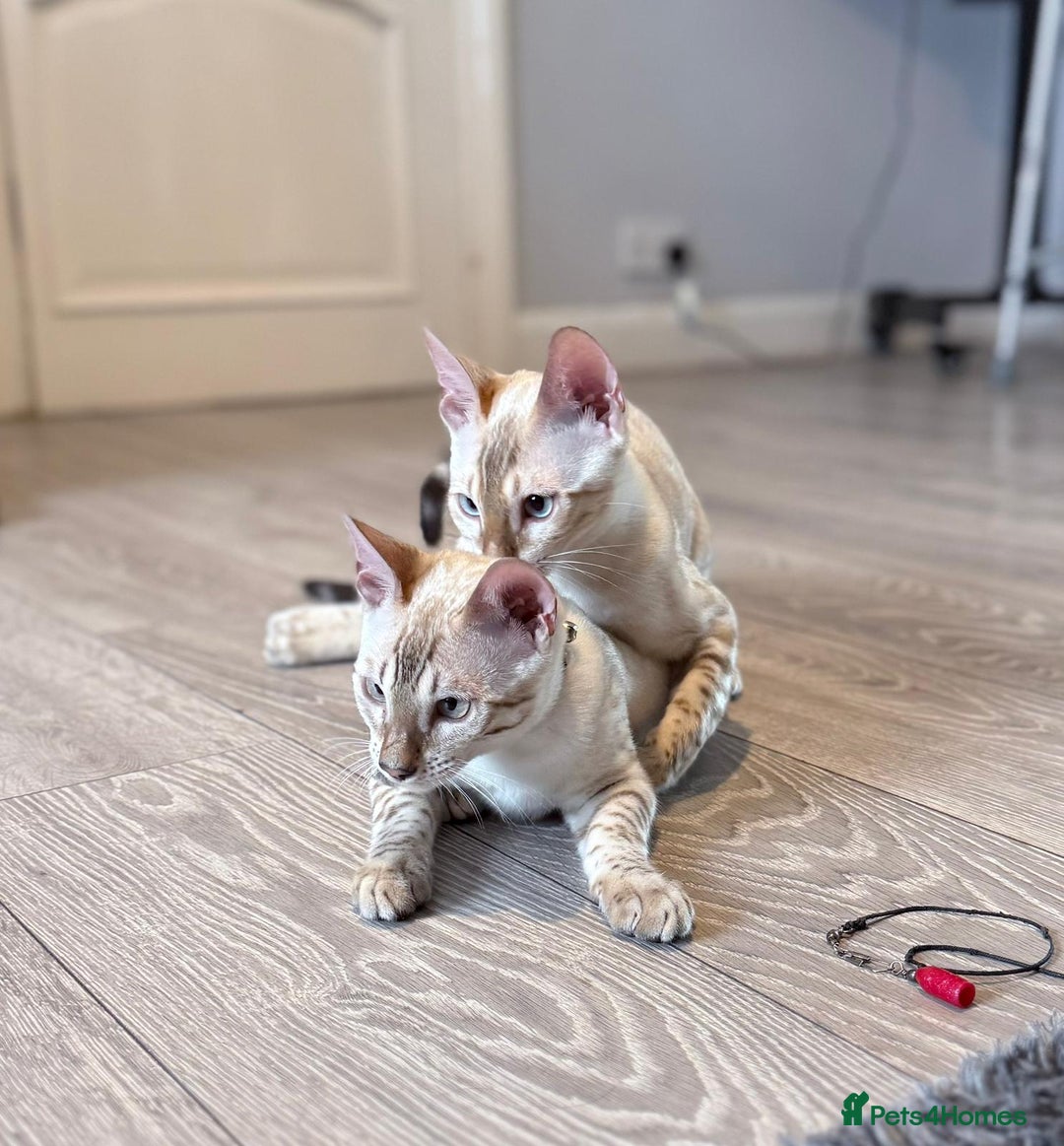 Bengal cats for sale: Tica Registered Pedigree Snow Bengal kittens  - Image 3