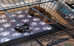 Mixed Breed cats for sale: Beautiful kittens for sale - Image 7