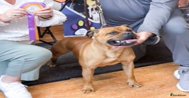 Staffordshire Bull Terrier dogs - Advert 1