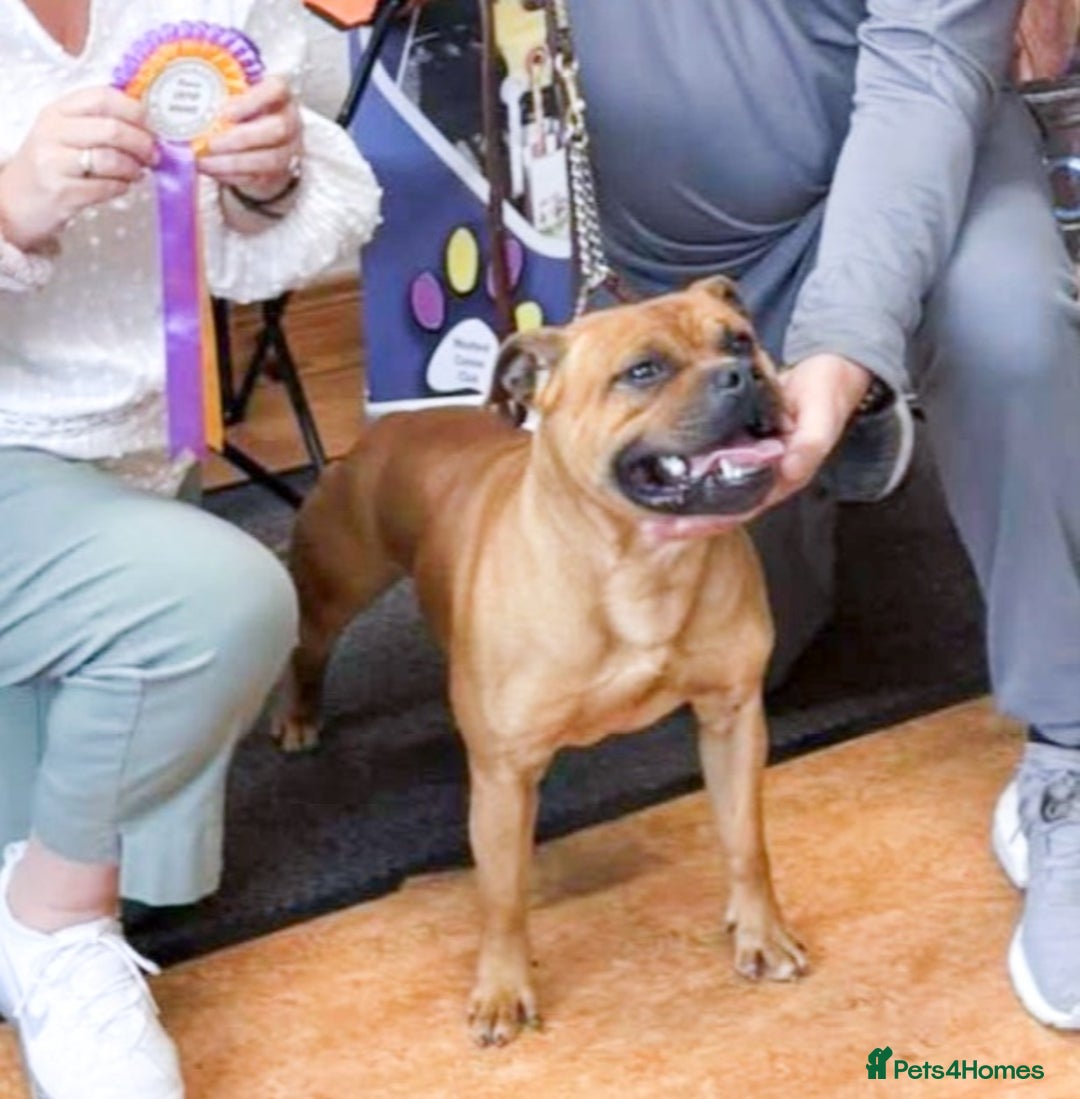 Staffordshire Bull Terrier dogs for stud: SCOOBY NOW AVAILABLE FOR STUD IN THE UK - Image 2