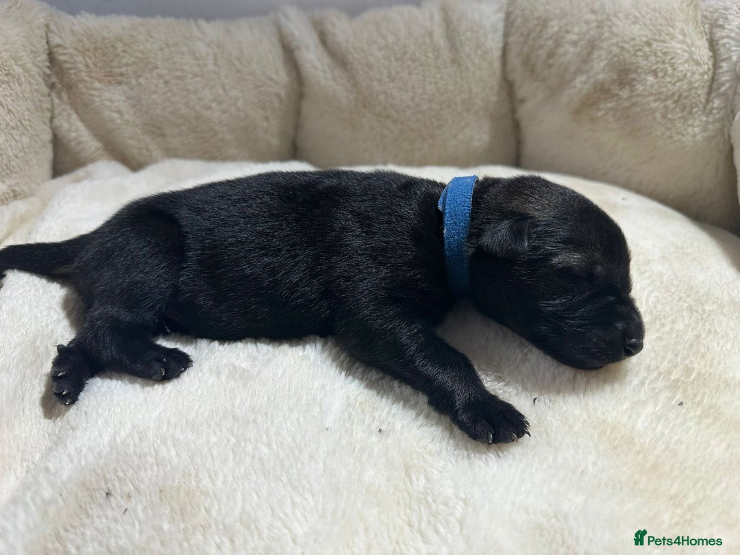 German Shepherd dogs for sale: German Shepherd's from DDR and Czech bloodlines.  - Image 11