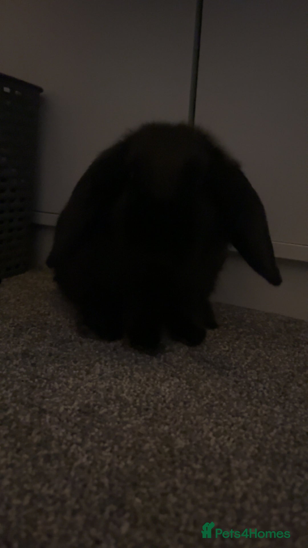Mini Lop rabbits for sale: 2 female mini lops (need gone ASAP) - Advert 4