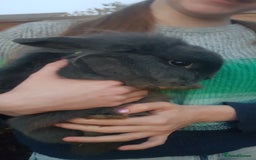 Lionhead rabbits for sale: Two sweet Lion head bunnies to rehome - Image 4