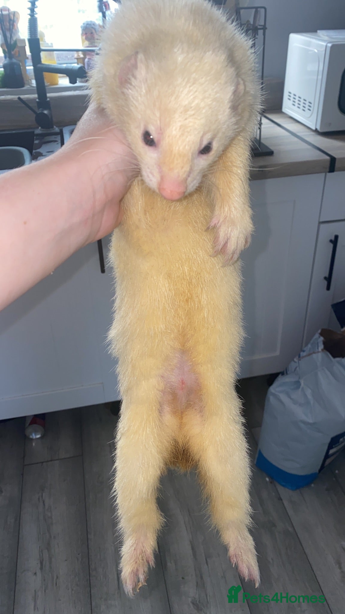 Ferret rodents Ferrets for sale  - Advert 1