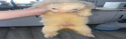 Ferret rodents for sale: Ferrets for sale  - Advert 3