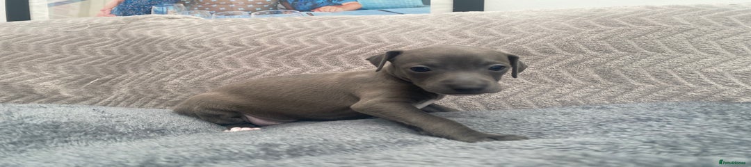 Italian Greyhound Puppy 5