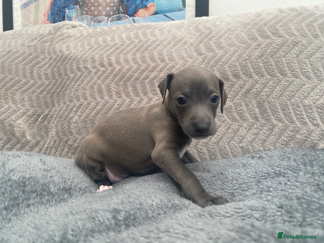 Italian Greyhound dogs for sale: ItalianGreyhound Puppies Ready4Their Forever Homes - Image 14