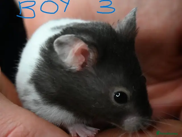 Hamster rodents for sale: Mixed Syrian hamsters ready to go boy and girls - Advert 2