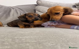 Miniature Dachshund dogs for sale: ✨ Tiny gorgeous puppy girl Mini dachshund  ✨ - Image 12