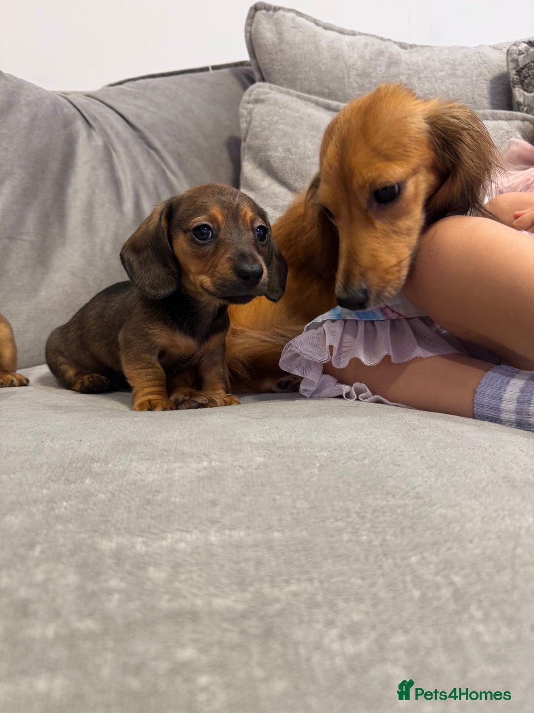 Miniature Dachshund dogs for sale: ✨ Tiny gorgeous puppy girl Mini dachshund  ✨ - Image 12