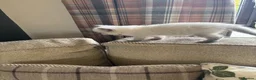 Ragdoll cats for sale: Beautiful Pure Ragdoll kittens - Advert 19