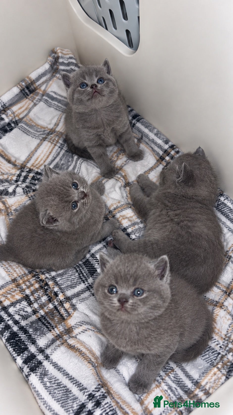British Shorthair cats British shorthair kittens💛 - Advert 2