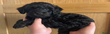 Cockapoo Puppy 4 - reserved