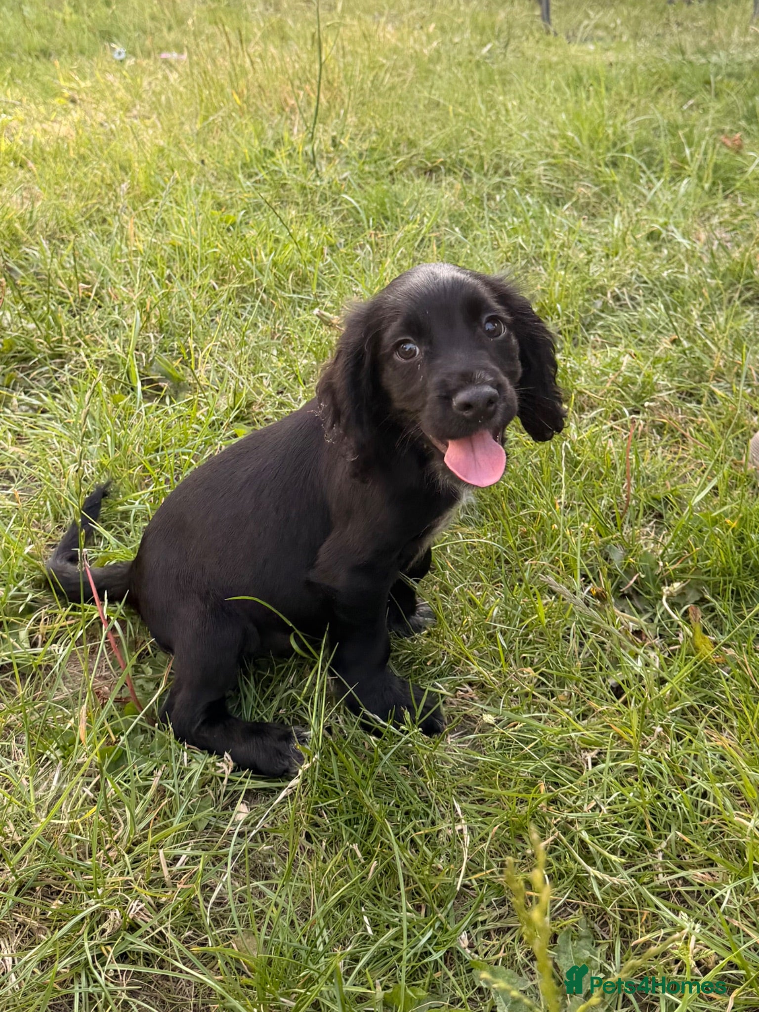 Cocker Spaniel dogs Last boy available 🐾 - Advert 2