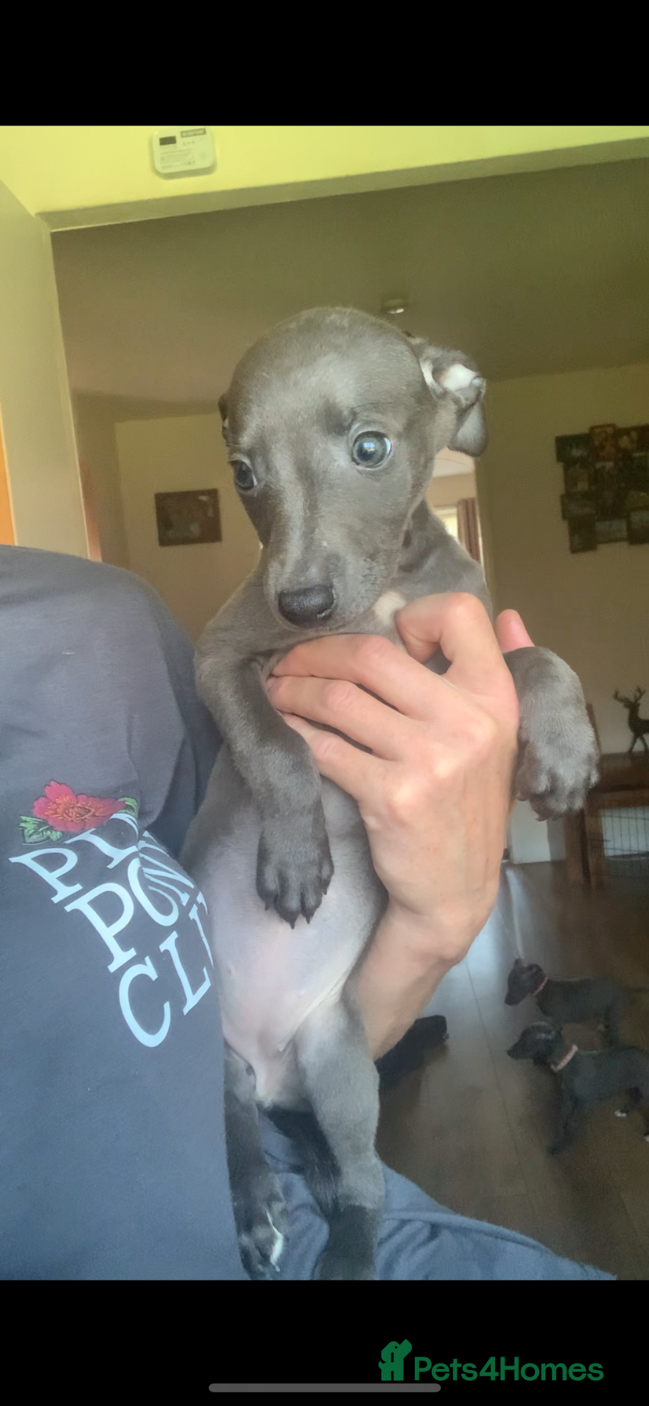 Whippet dogs Blue Kennel Club Registered Whippet pups - Advert 2