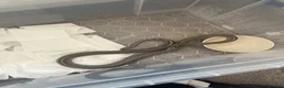Garter Snake reptiles for sale: Common Garter Snake - Advert 2