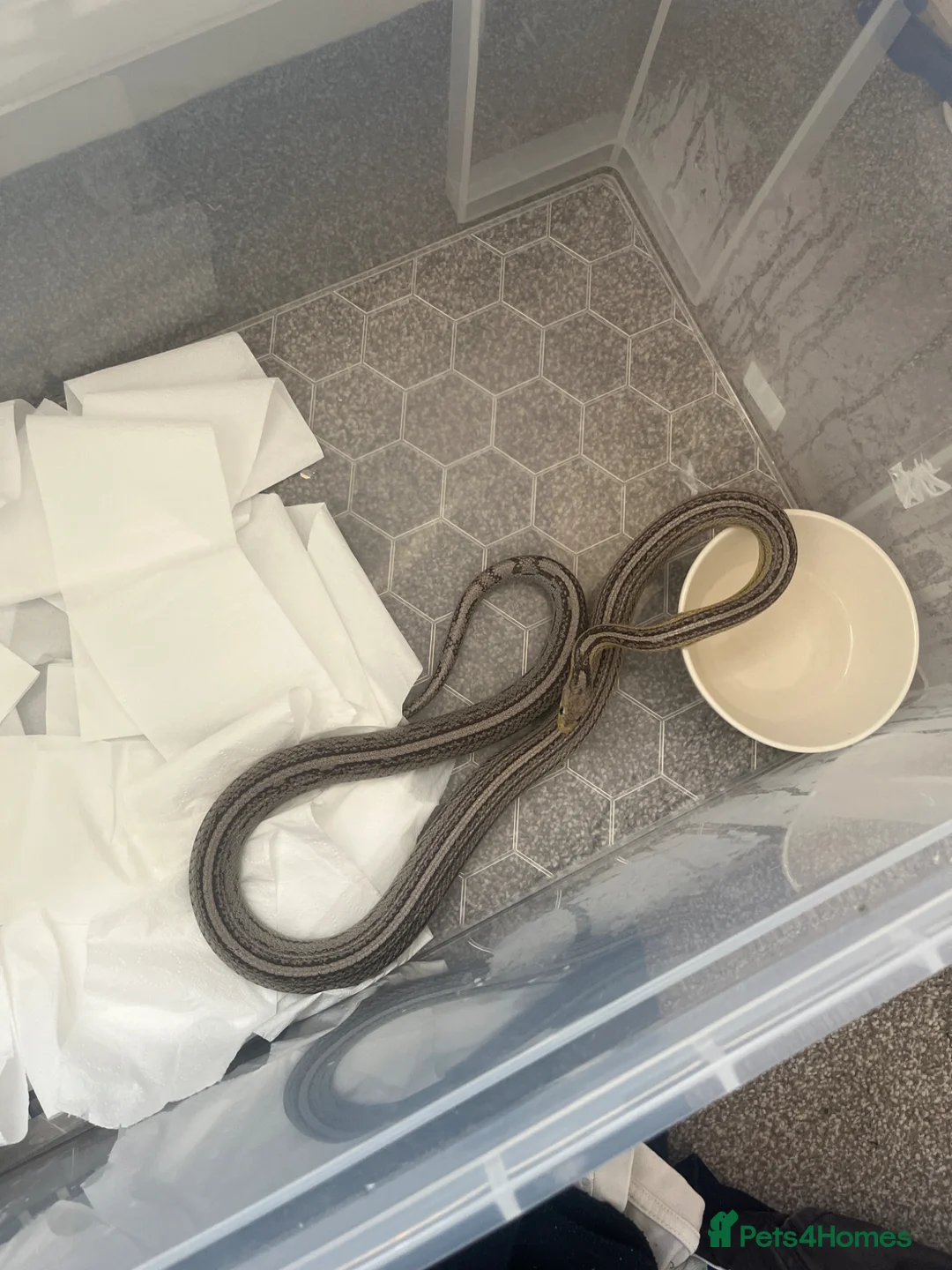 Garter Snake reptiles for sale: Common Garter Snake - Advert 2