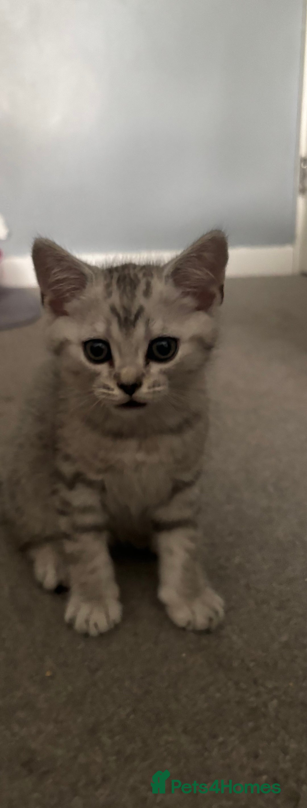 Scottish Fold cats for sale: Scottish fold kittens  - Image 6