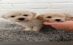 Maltipoo dogs for sale: Maltipoo puppy’s 🐾  - Image 4