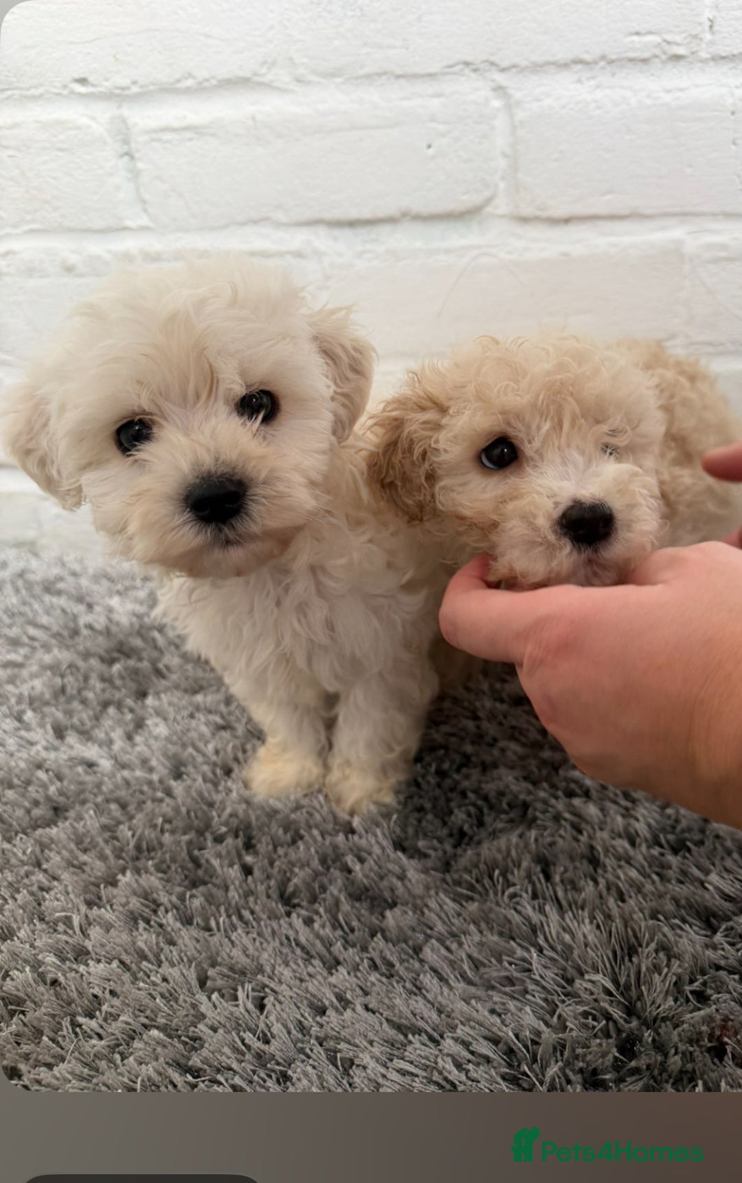 Maltipoo dogs for sale: Maltipoo puppy’s 🐾  - Image 4