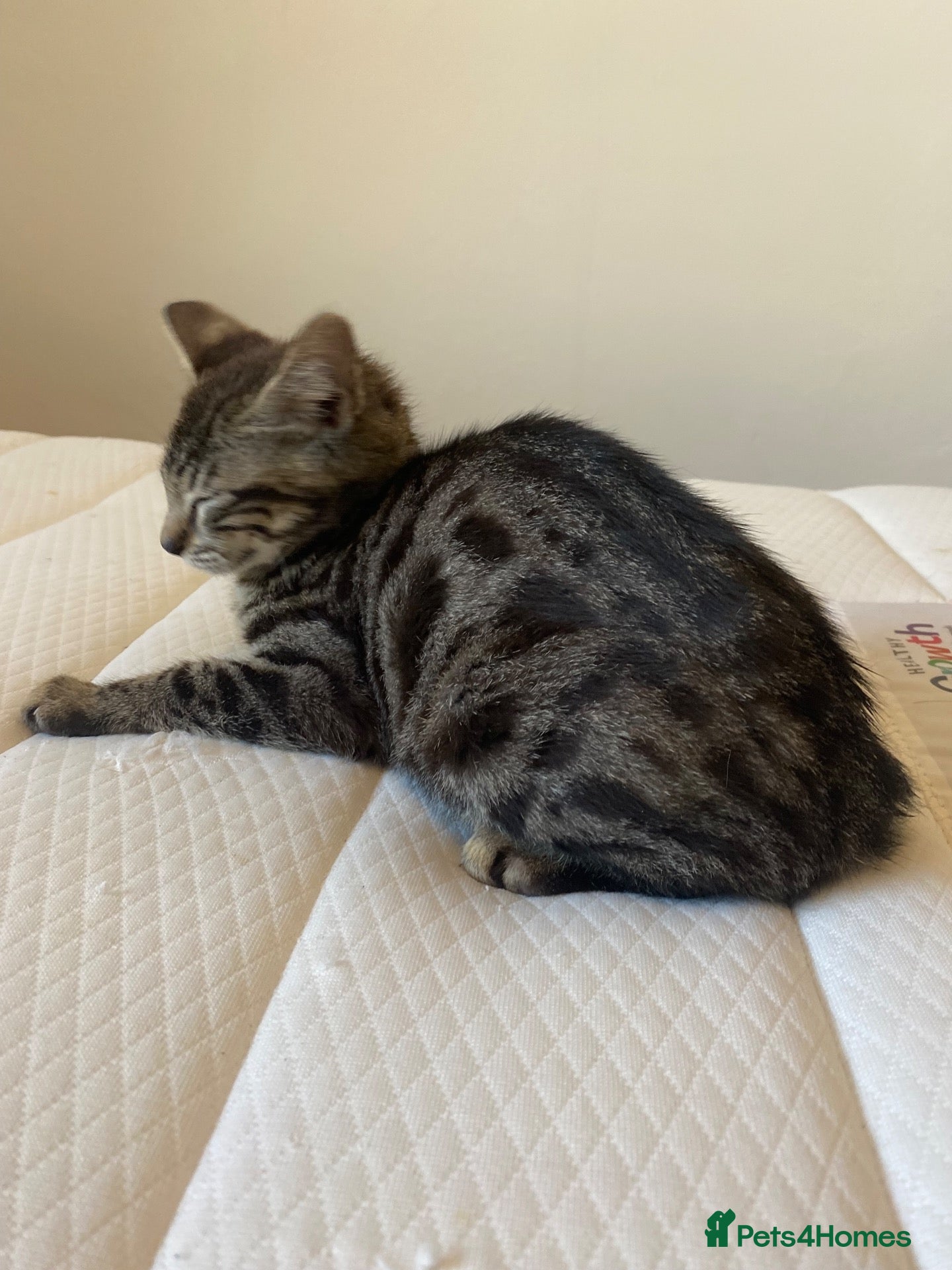 Mixed Breed cats Bengal x kittens  - Advert 1