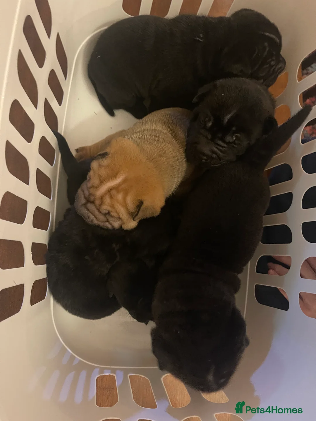 Shar Pei dogs for sale: Shar pei - Advert 7