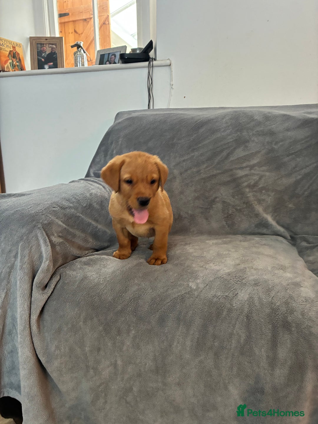 Labrador Retriever dogs for sale: Labrador retriever  - Image 3