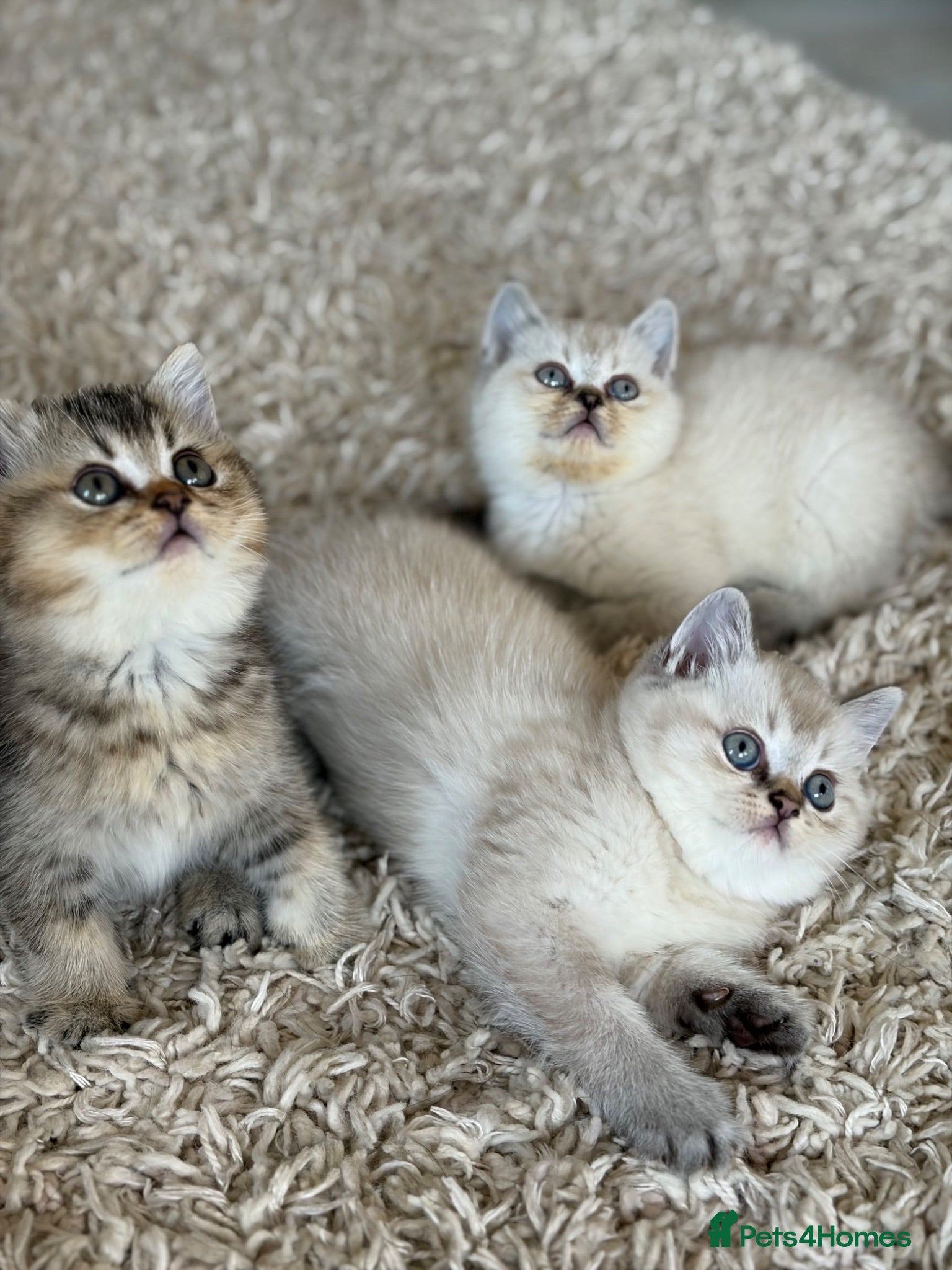 British Shorthair cats 🥇lilac colour point, GCCF BSH kittens ready now - Advert 1