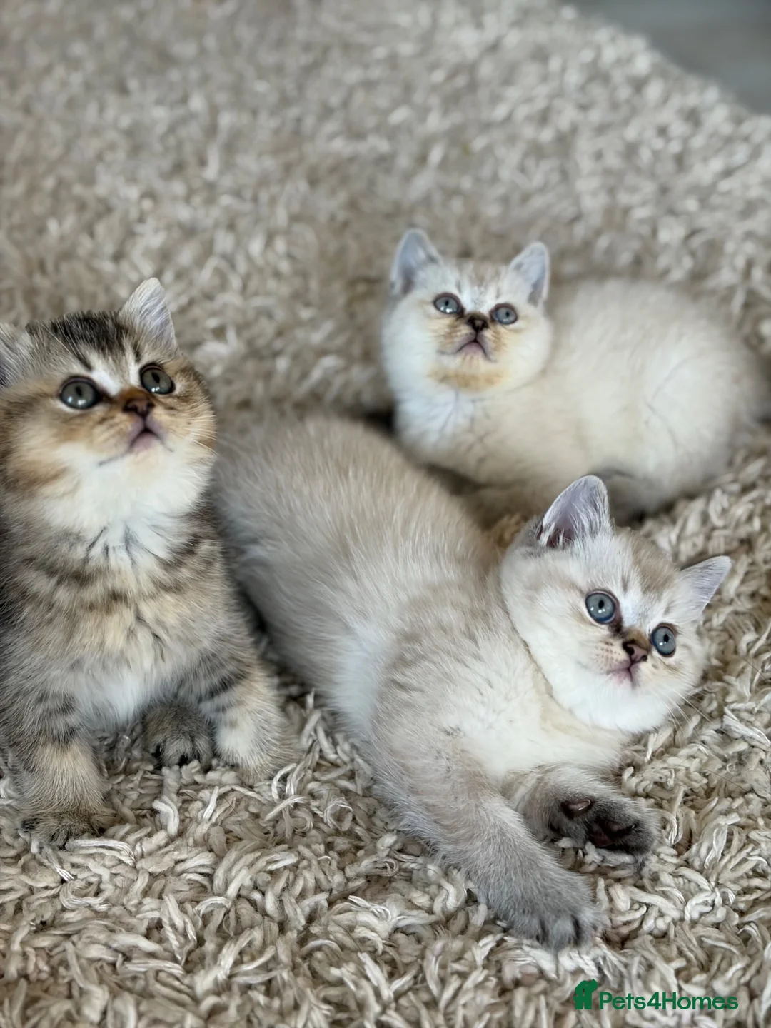 British Shorthair cats for sale: 🥇lilac colour point, GCCF BSH kittens ready now - Advert 1