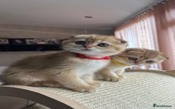 Scottish Fold cats for sale: Beautiful TICA-Reg Scottish Fold Girls - Image 5