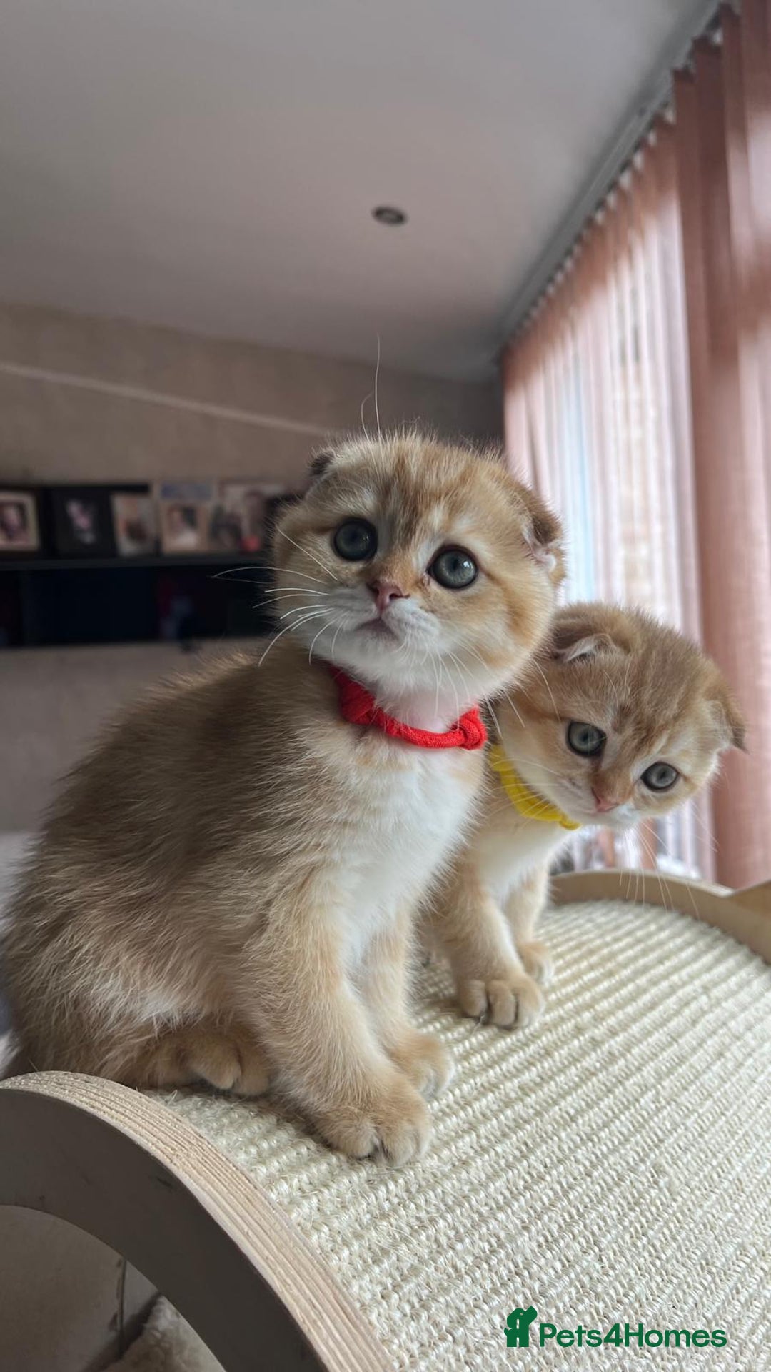 Scottish Fold cats for sale: Beautiful TICA-Reg Scottish Fold Girls - Image 5