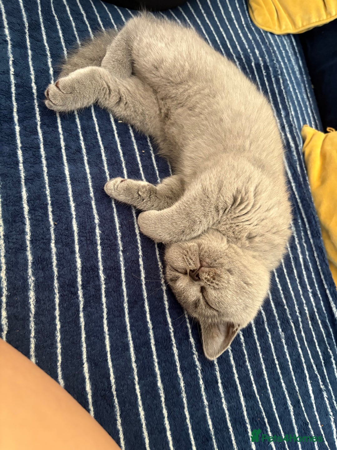British Shorthair cats for sale: British Shorthair kitten - Advert 4