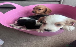Cocker Spaniel dogs for sale: Cocker spaniels  - Image 12
