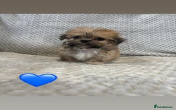 Lhasa Apso dogs for sale: Beautiful Lhasa Apso  - Image 8