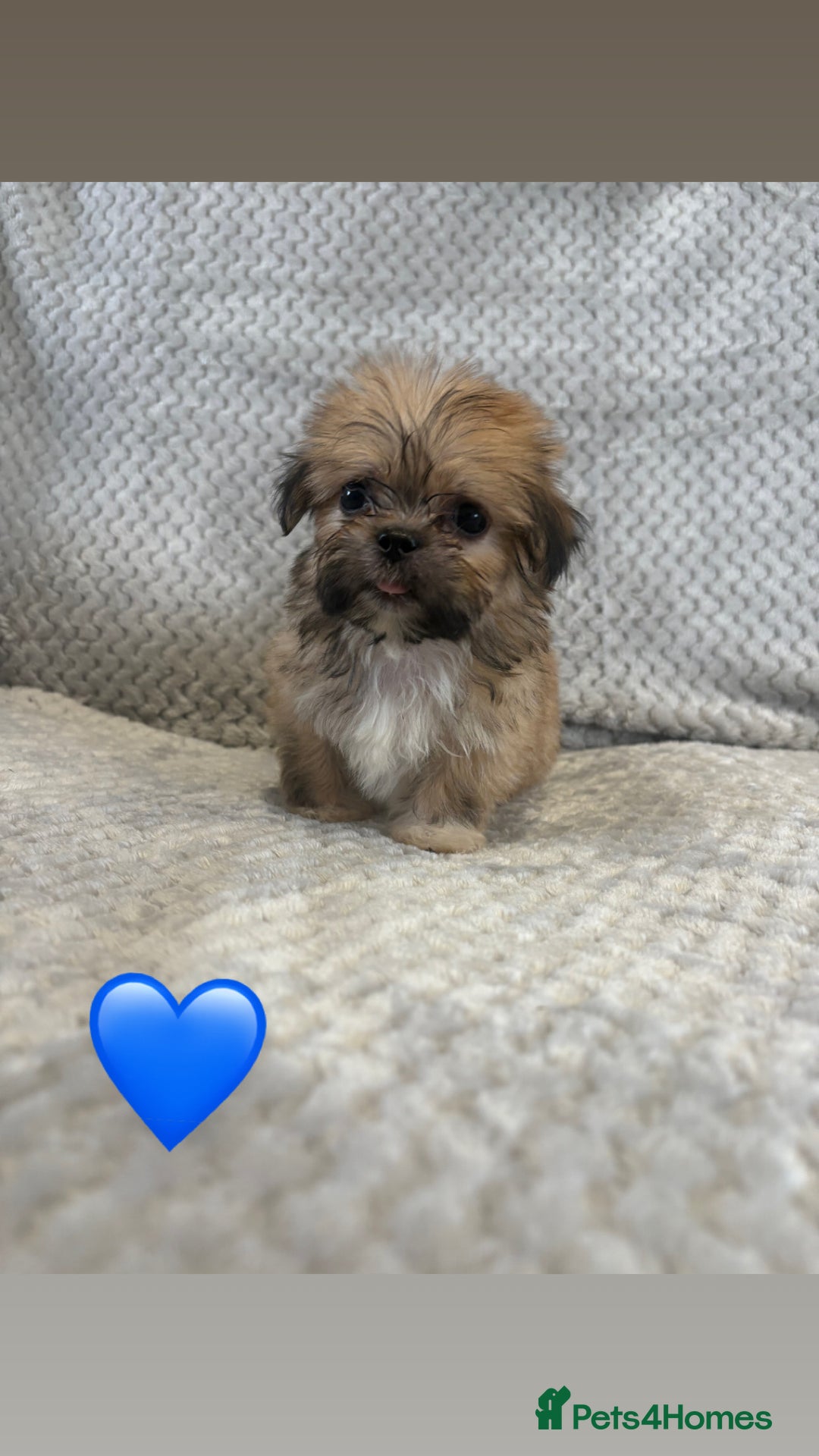 Lhasa Apso dogs for sale: Beautiful Lhasa Apso  - Image 8