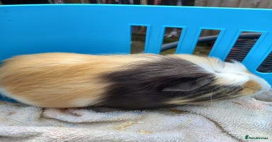 Guinea Pig rodents - Advert 10
