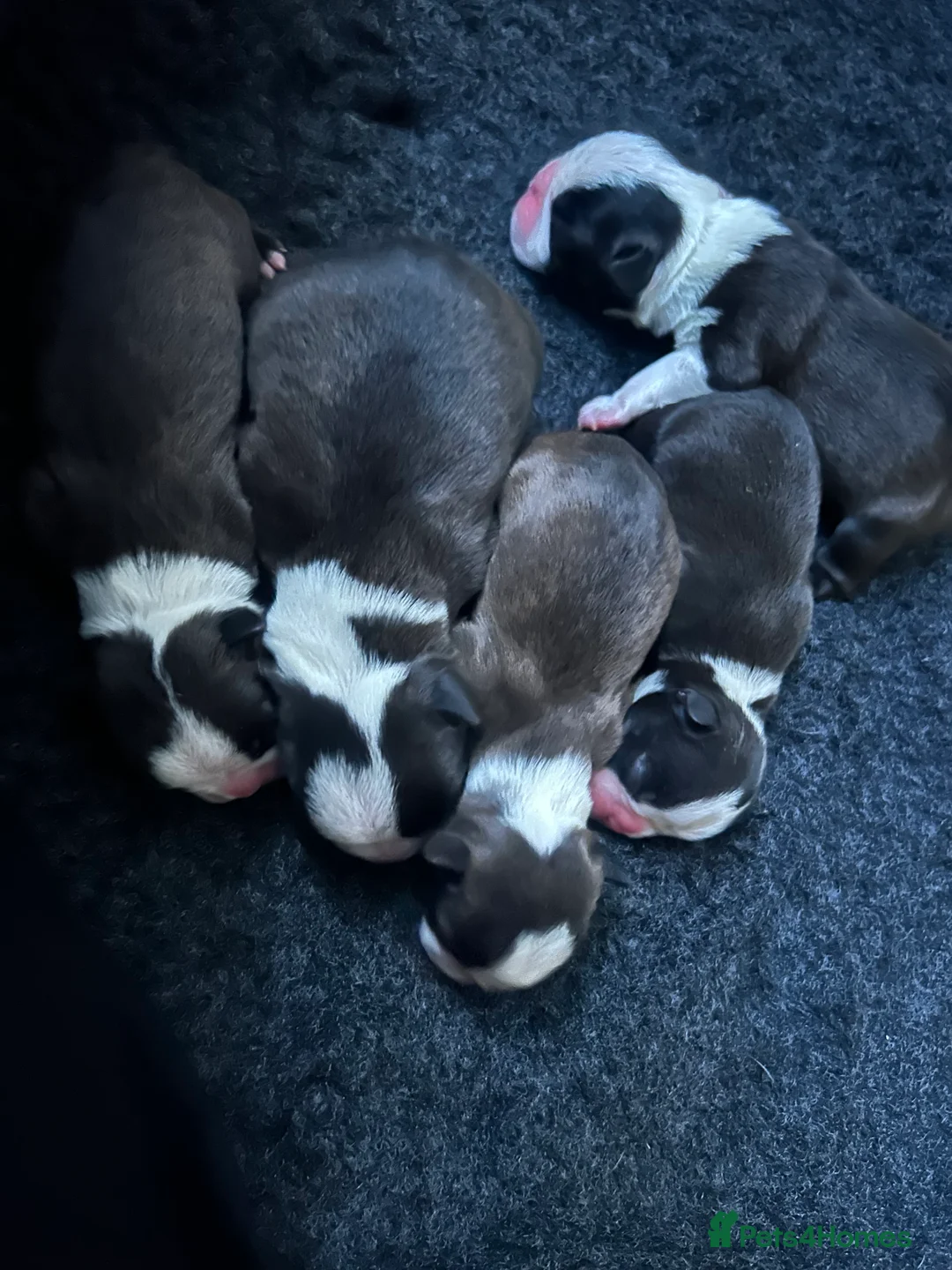 Boston Terrier dogs for sale: Willow’s Lovely Puppies 🐾 - Advert 6